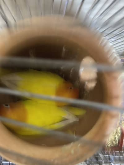 Love bird parrots for sale