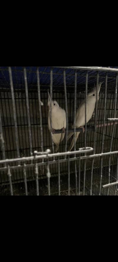 Breeder pair cocktail & lovebirds parrots Available for sale with 2cag