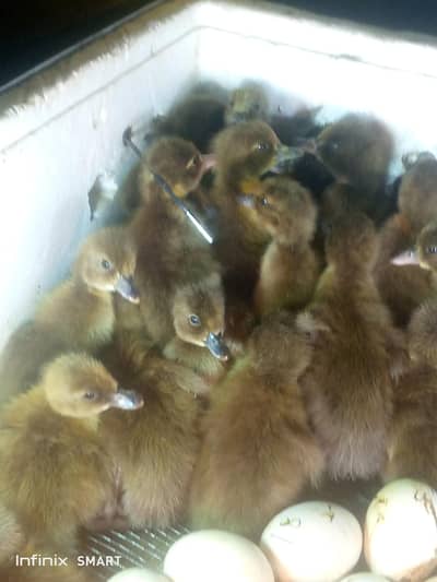 khaki Campbell chicks