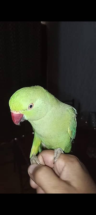 ringneck talking male