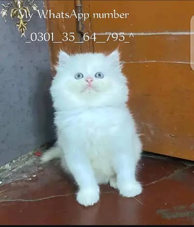 Persian cat 2month age vacation My WhatsApp number 03013564795