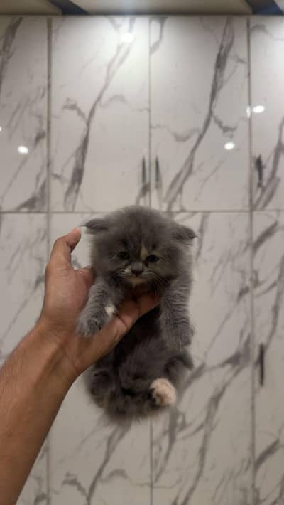 triple coated kitten