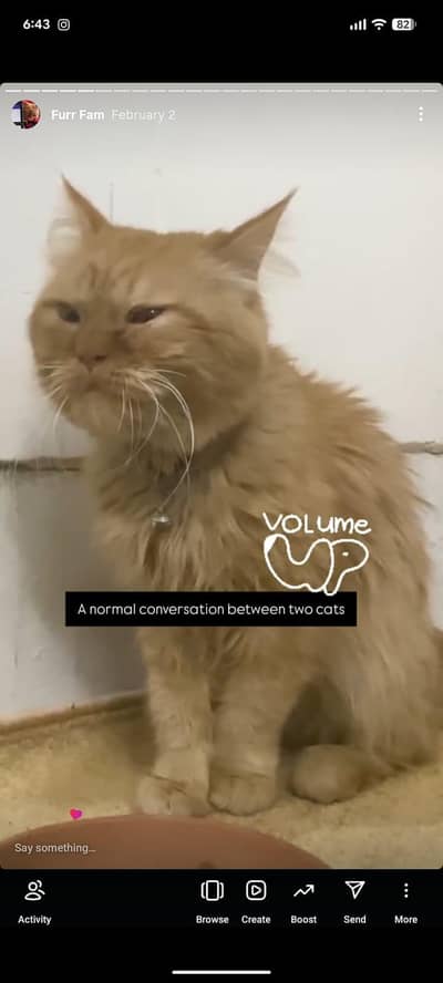 Triple-coated Ginger Persian Male