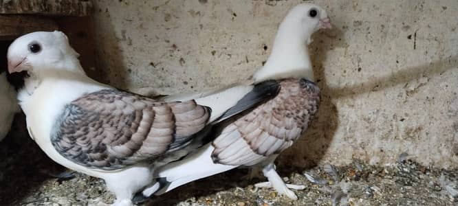 Santient 5 patthay For Sale