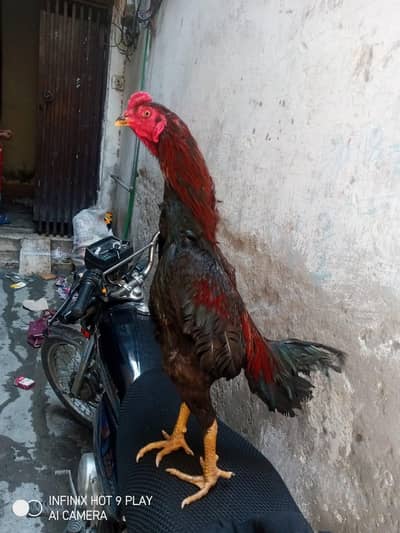 aseel murgha  burmi thai