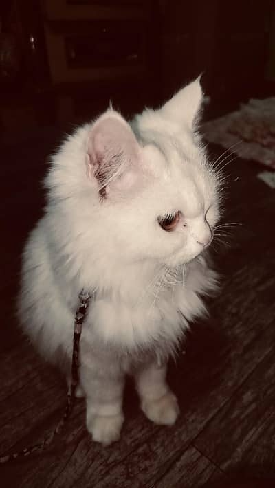 Persian Female cat