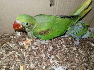 Pahari parrot for sale in reasonable price