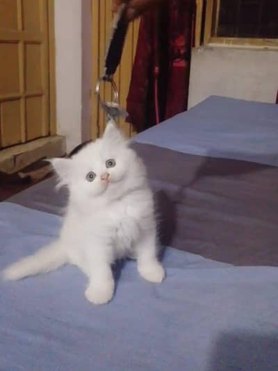 Persian kittens for sale 0-3-1-3-6-8-7-1-5-3-4