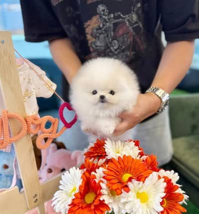 Pomeranian puppies 03255580193