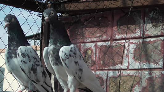 high flying pigeon  breeder pair