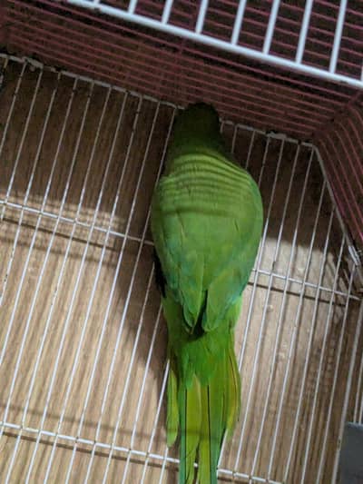 this is mikaou parrot