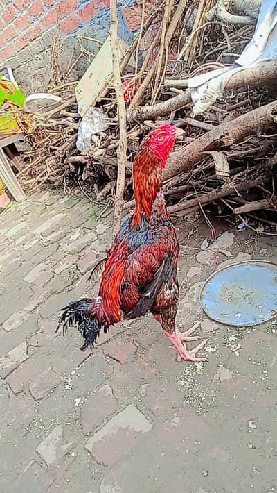 sale b ha or exchange posibile be ha