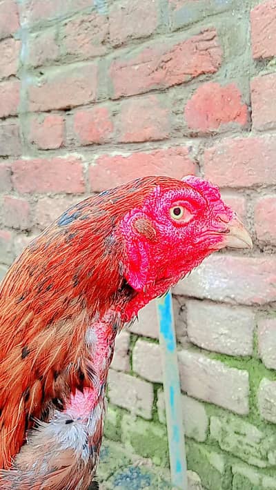 sale b ha or exchange posibile be ha