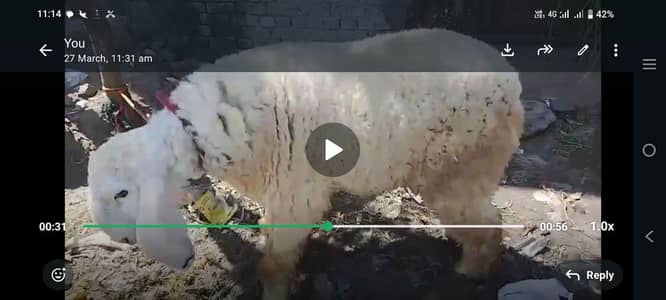 pure kajla jori for sale 2 dant 03006171073