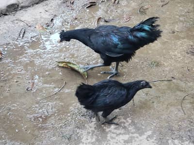 Ayam Cemani