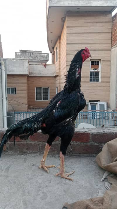 aseel shamo beautiful chickens