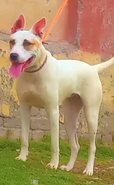 pure kuhati gultair female dubble body healthy and active