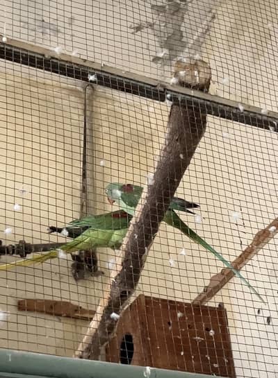 Breeder pair for sale full lengthy and active with box