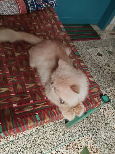 Persian Punch face male