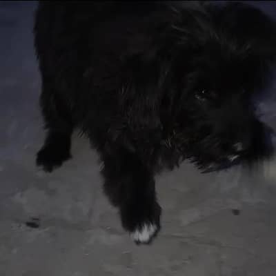 Giant Schnauzer Female