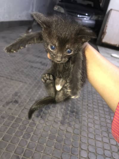 Home cats#pet cats# 1 month#playful cat