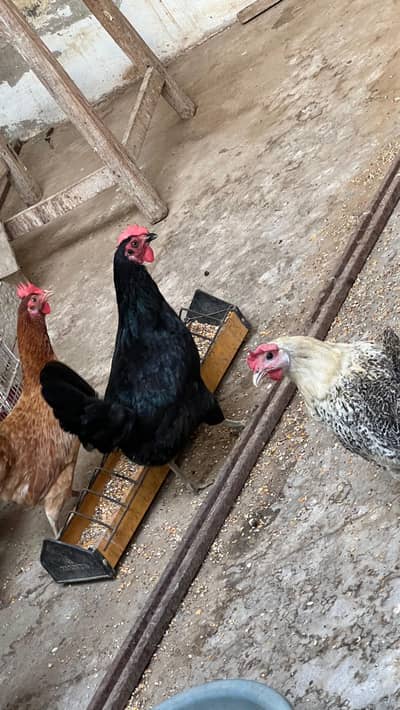 Mirsi murgi egg laying