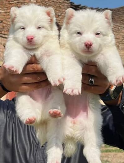 Russian puppies 03255580193