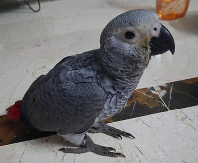 Grey Parrot - Home bread