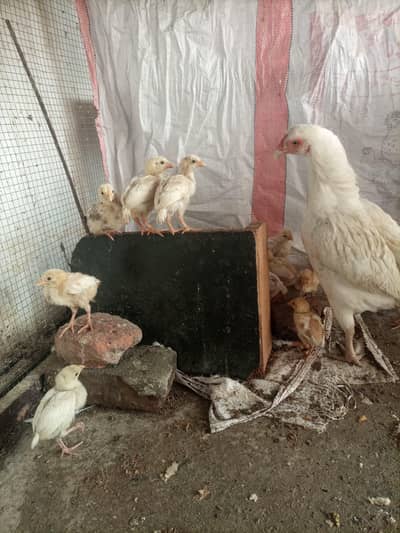 pure aseel heera mix chicks,heera madi,for sale