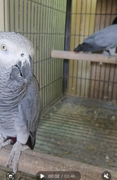 Grey Parraot adult pair