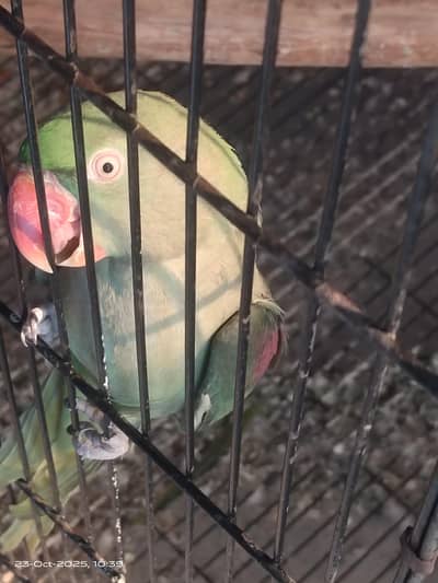 raw female parrot