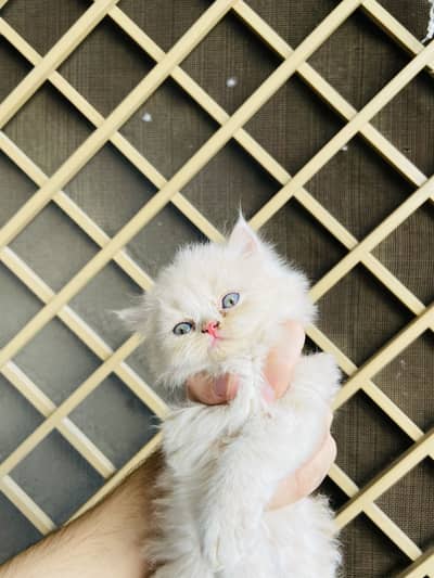 Triple coat persian kittens