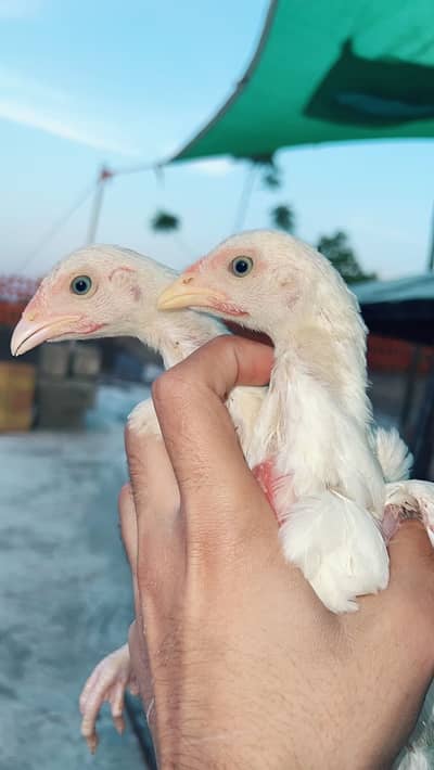 white heera cross chicks available