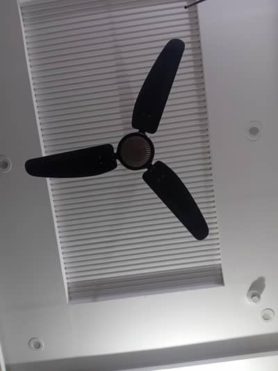 Royal Ceiling Fan