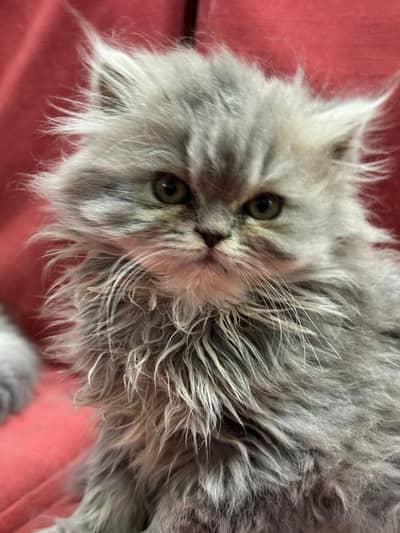 Persian Punch Face Tripple Coat Kittens