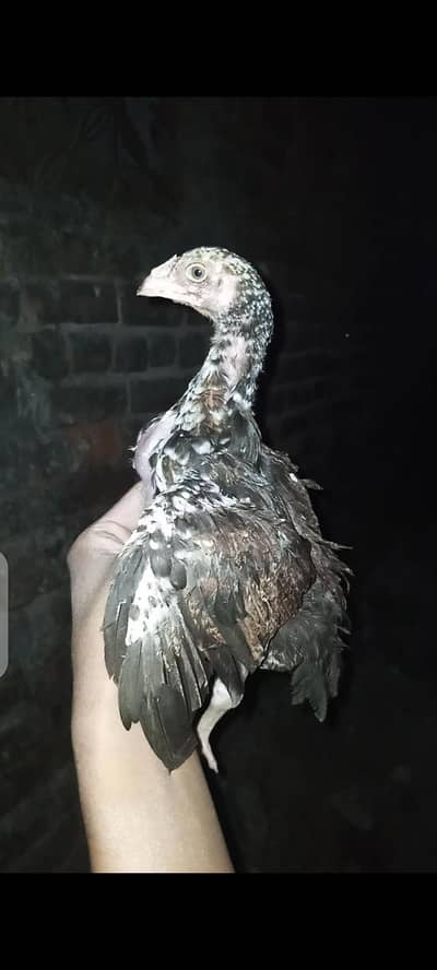 mianwali blood line original