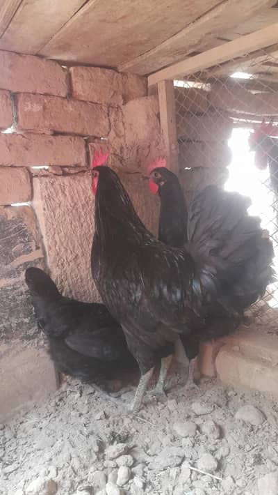 Australorp rooster with 3 eggs urgent sale