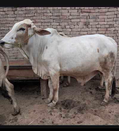 Nasli Cholistani Bulls