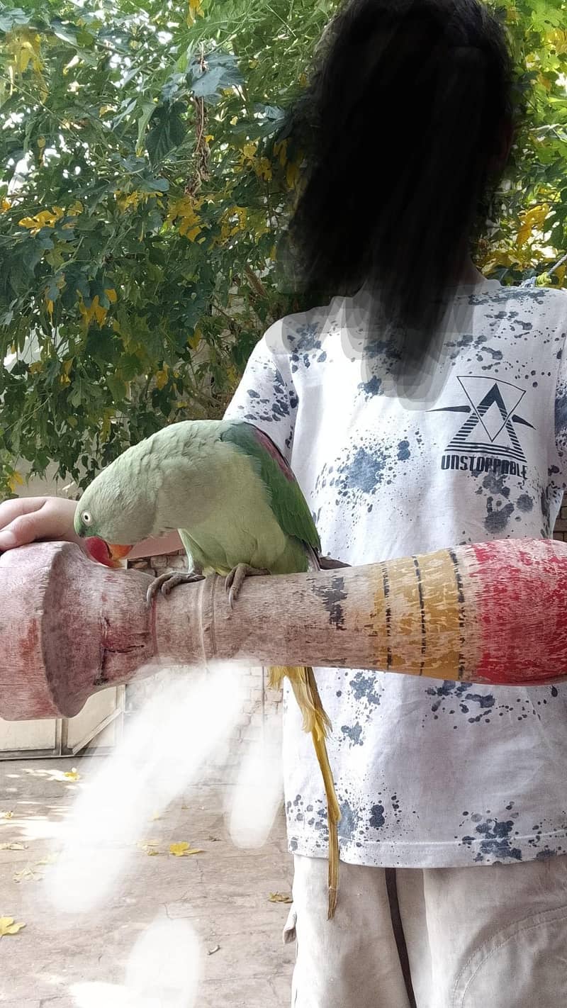 Talking  parrot 0