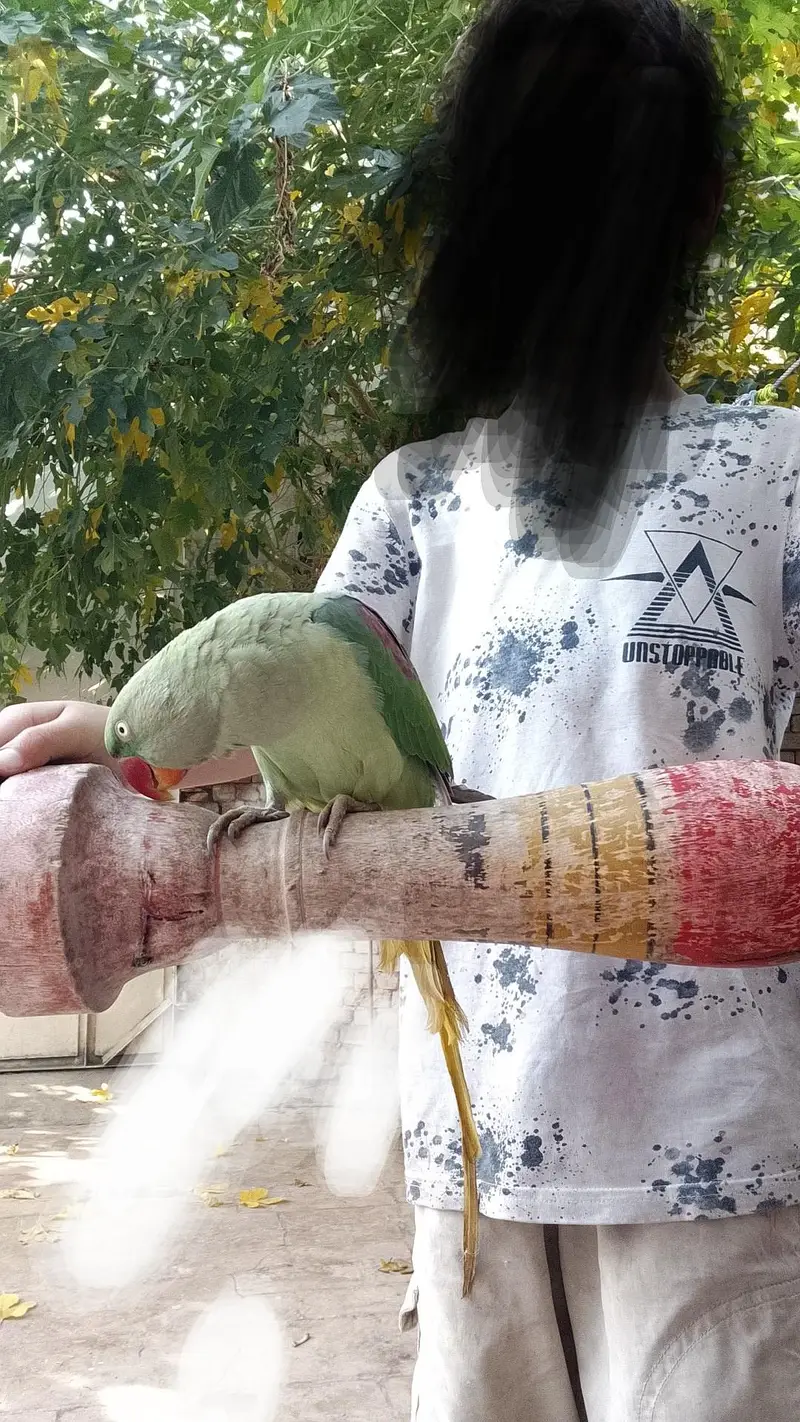Talking  parrot