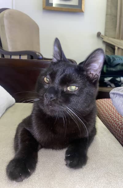 Pair of kittens up for adoption.