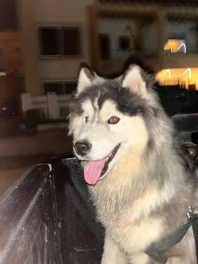 Siberian husky Pedigree