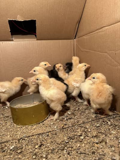 Heavy buff chicks for sale in sargodha full active