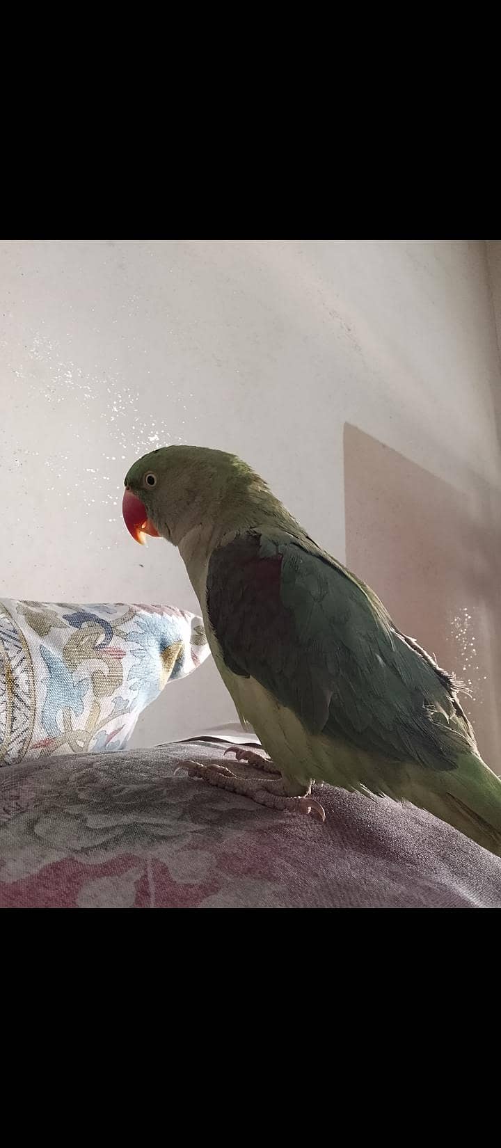 Talking  parrot 1