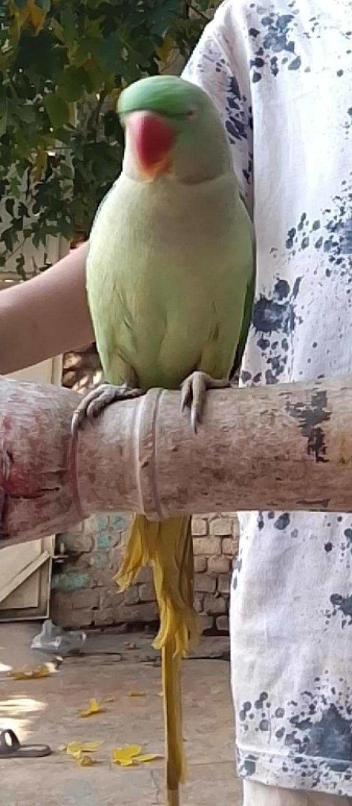 Talking  parrot 2
