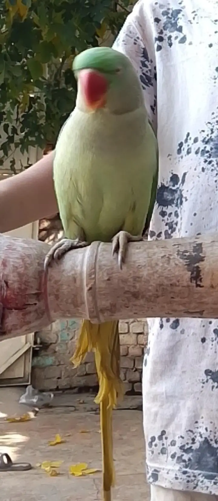 Talking  parrot — photo 3
