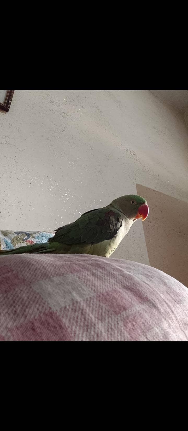 Talking  parrot 3