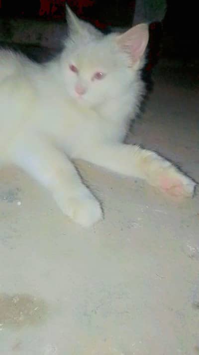 Blue Eye  Day Night Eyes  Color Change