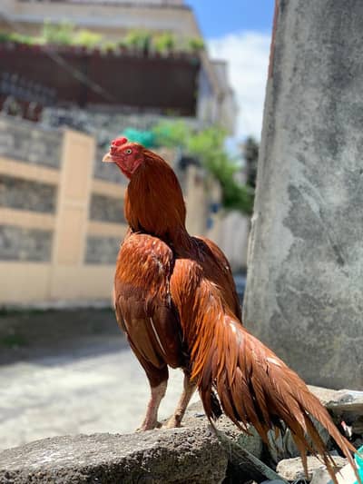 PpEELA MURGA PEELA ASEEL MURGA ASEEL PATHA  PEELA