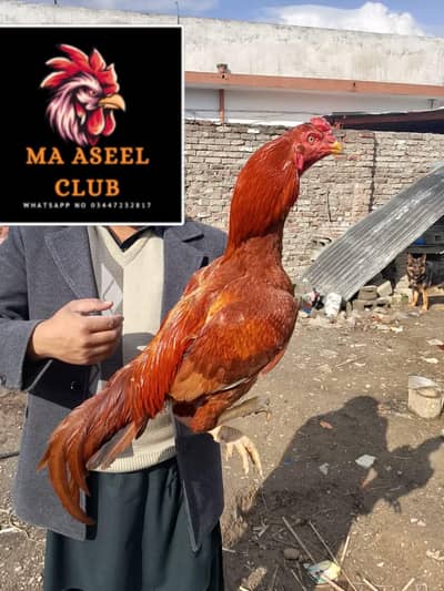 PpEELA MURGA PEELA ASEEL MURGA ASEEL PATHA  PEELA